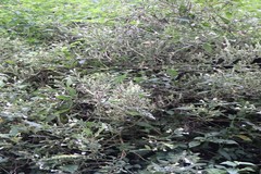 Strobilanthes heyneanus
